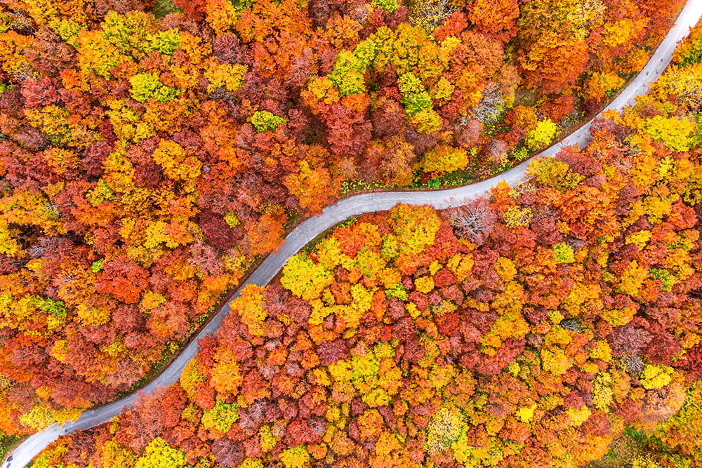 Autumn Colourful Road 